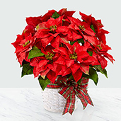 B52S - Happiest Holidays Red Poinsettia