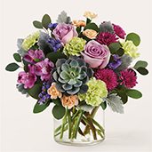 R5559 - Botanical Dream