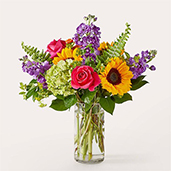 V5777 - Vibrant Greetings