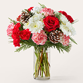 V5573 - Candy Cane Lane