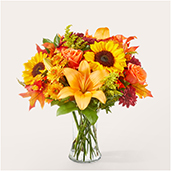 V5741 - Sunny Side